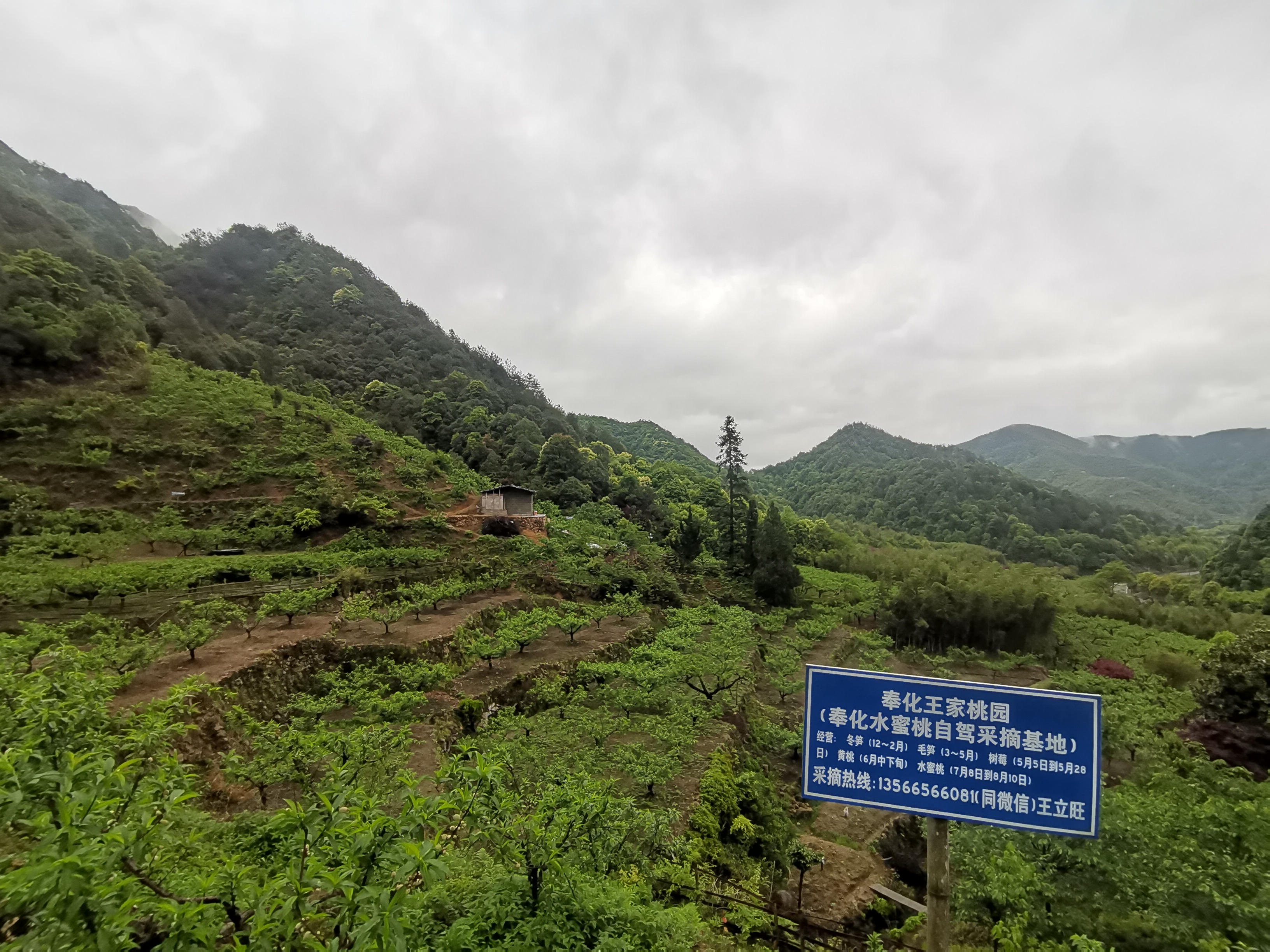 奉化王家桃园水蜜桃采摘