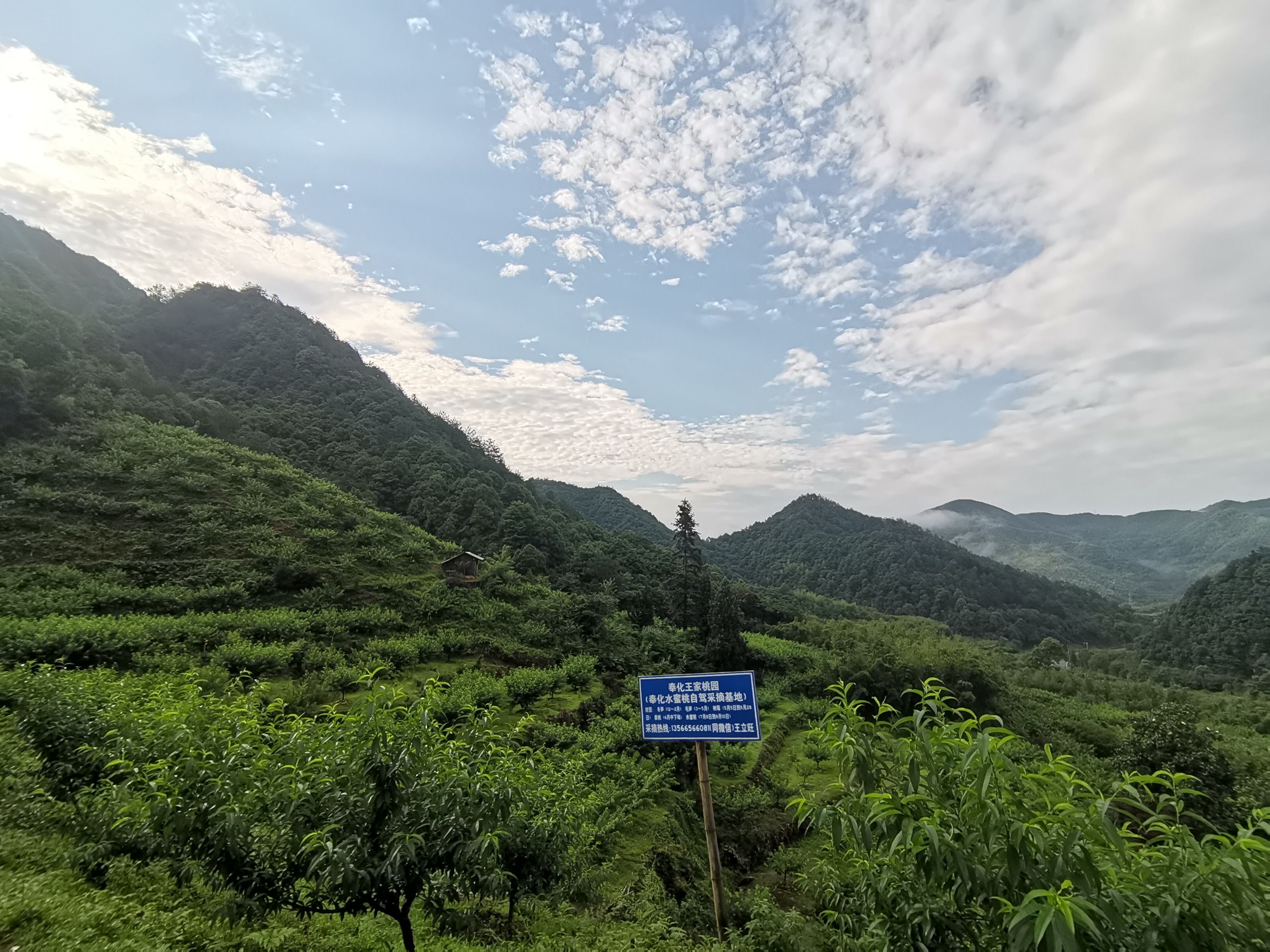 奉化王家桃园水蜜桃采摘