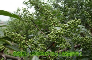 宜宾花椒苗，宜宾花椒苗价格，宜宾花椒苗批发，宜宾花椒苗管理