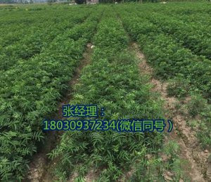 汉中花椒苗，汉中花椒苗价格，汉中花椒苗技术