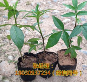 资阳花椒苗基地，资阳花椒苗管理，资阳花椒苗批发