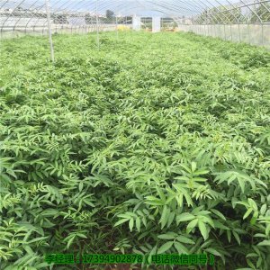 资阳可以种植藤椒树苗吗，资阳藤椒树苗基地