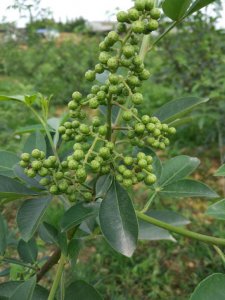 西充藤椒树苗种植技术|西充藤椒树苗基地