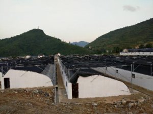 贵州大棚建设