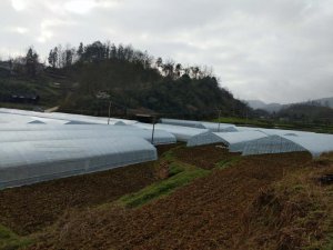温室大棚养殖