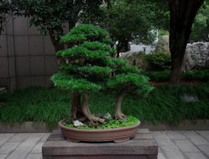 罗汉松