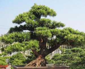 罗汉松