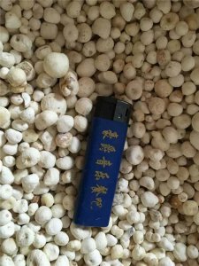 半夏干货