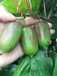 龙成二号2年苗