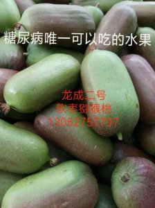 山西龙成二号两年苗