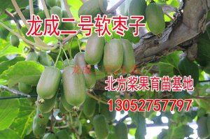 山西龙成二号两年苗