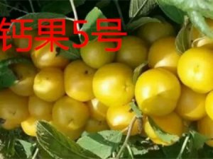钙果 欧李 哈波一号
