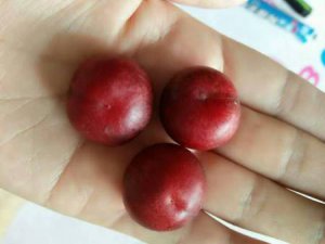 钙果 欧李 哈波一号
