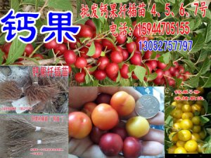 钙果 欧李 哈波一号