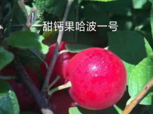 哈波一号