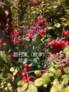 哈波一号钙果