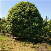 广西桂花苗木繁育基地
