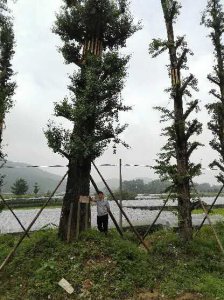 银杏树