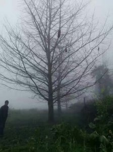 银杏树