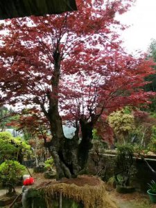 红枫树