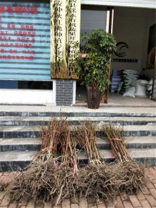 红桃苗