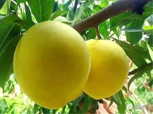 黄桃