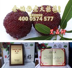 正宗2公分黑晶杨梅苗直销 新品种 嫁接 杨梅树苗