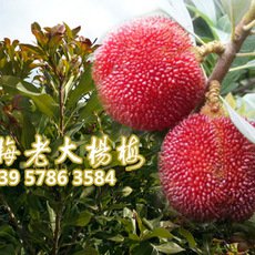 浙江产地杨梅果树苗 5-8公分粉红种杨梅树苗