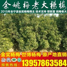 正宗浙江粉红种杨梅树苗 3公分杨梅果树苗 新品粉红杨梅苗批发