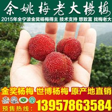 正宗余姚东魁8公分杨梅苗 庭院盆栽杨梅树苗 嫁接杨梅果树苗