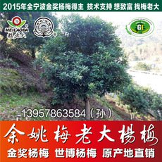 余姚基地直供独杆绿化杨梅树苗