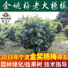 大量杨梅树苗工程绿化苗 P=2.5,H=3