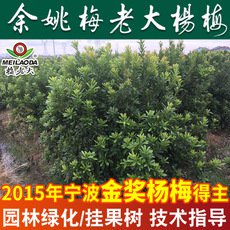 余姚杨梅基地批发 P=2,H=2.5高杆杨梅树苗