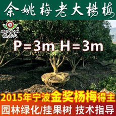 基地直销工程绿化杨梅树苗 P=3,H=3杨梅苗