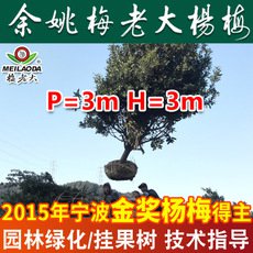 基地直销工程绿化杨梅树苗 P=3,H=3杨梅苗