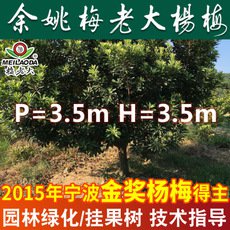 基地批发杨梅树苗 P=3.5,H=3.5工程绿化苗