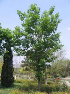 蒙古栎