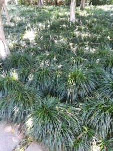 细叶麦草买麦冬草热线:【张雄梅13871687255】