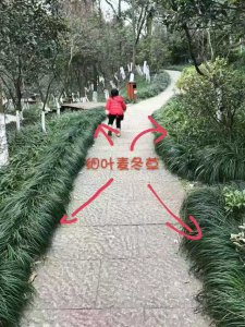 细叶麦草买麦冬草热线:【张雄梅13871687255】