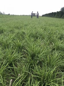 中叶麦冬草
