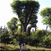 益阳市赫山区大型香樟种植基地