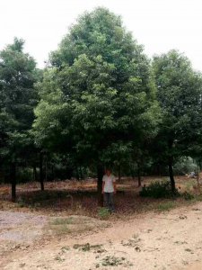 移植香樟