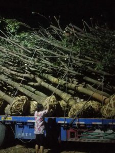 原生骨架香樟正在装车中
