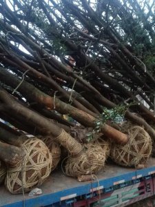 原生骨架香樟正在装车中