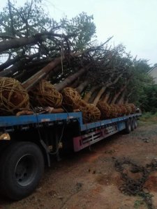 原生骨架香樟正在装车中