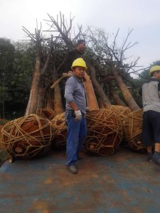 原生骨架香樟正在装车中