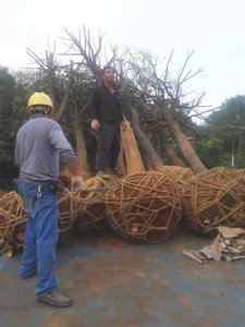 原生骨架香樟正在装车中