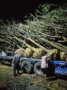 原生骨架香樟正在装车中