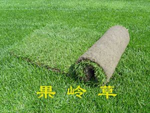 果岭草