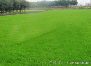 马尼拉草